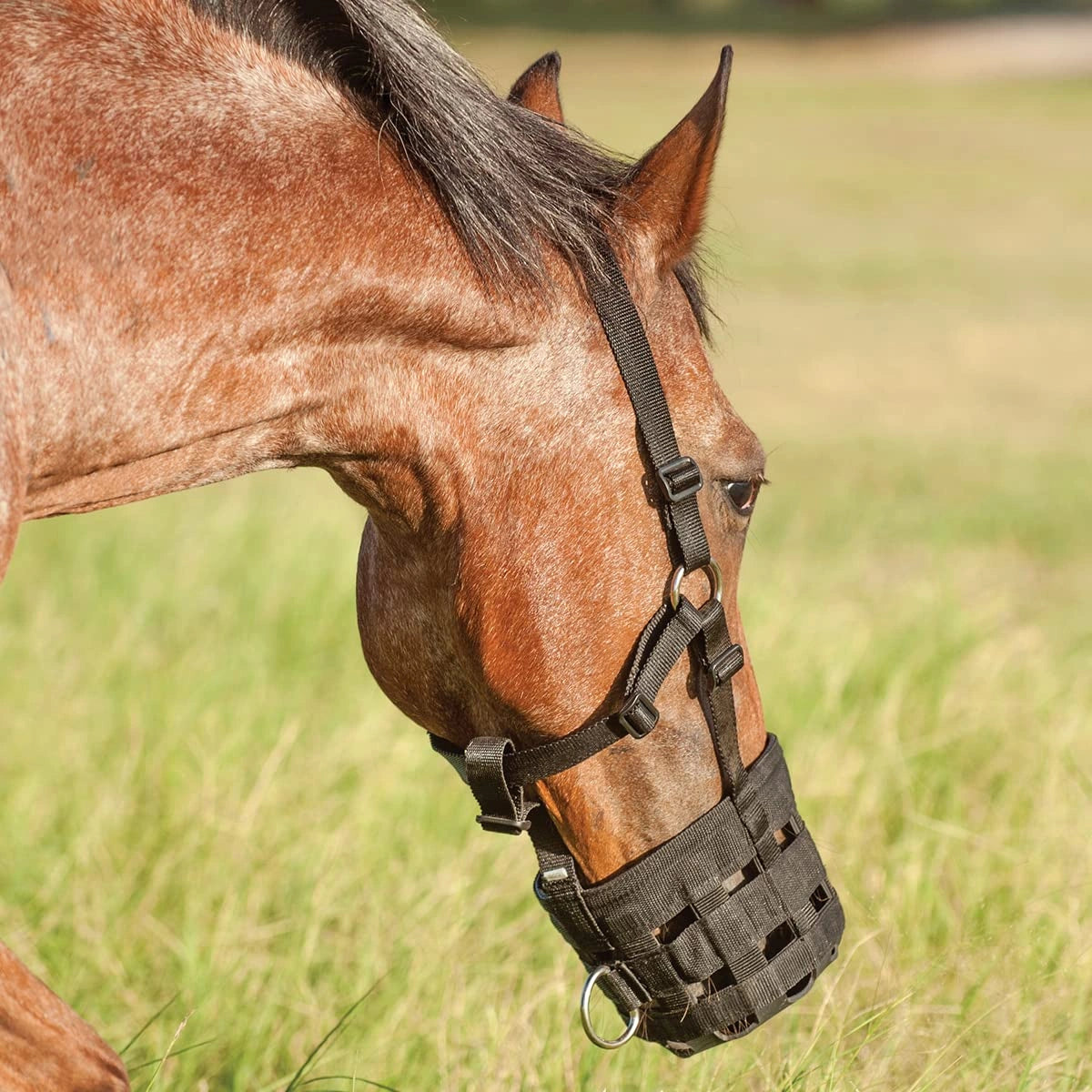Horse wearing a black muzzle in a grassy field