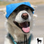 Dog Outdoor Adventure Gear Embroidered Pet Hat LoveWally Adjustable - Hooves and Paws