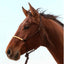 Classic Equine Braided Rawhide Rope Halter with 8ft Lead