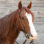 Martin Saddlery Ranahan Weathered Vine Tooled Split Ear Headstall