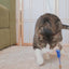 Giddy Kitty Cat Toys and Treats - Premium Interactive Play & Healthy Snacks for Your Barn Cat