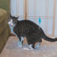 Giddy Kitty Cat Toys and Treats - Premium Interactive Play & Healthy Snacks for Your Barn Cat