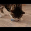 Giddy Kitty Cat Toys and Treats - Premium Interactive Play & Healthy Snacks for Your Barn Cat