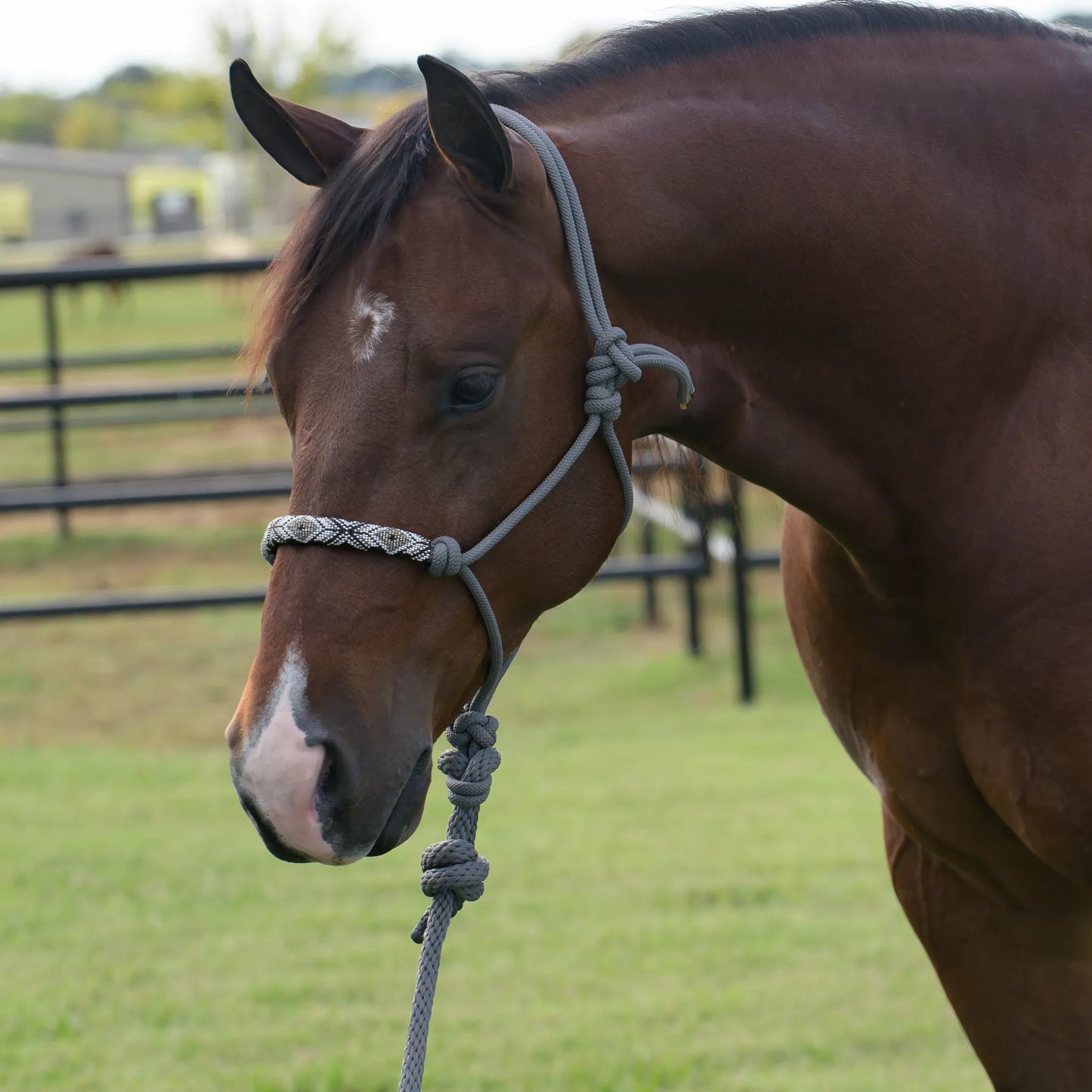 Professional's Choice Beaded Rope Halter in grey, featuring an intricate black and white beaded noseband on a bay horse. This premium equestrian training halter combines rustic style with heavy-duty durability for groundwork and trail riding. Ideal for horse owners seeking high-quality, stylish tack that stands out in the arena or pasture.