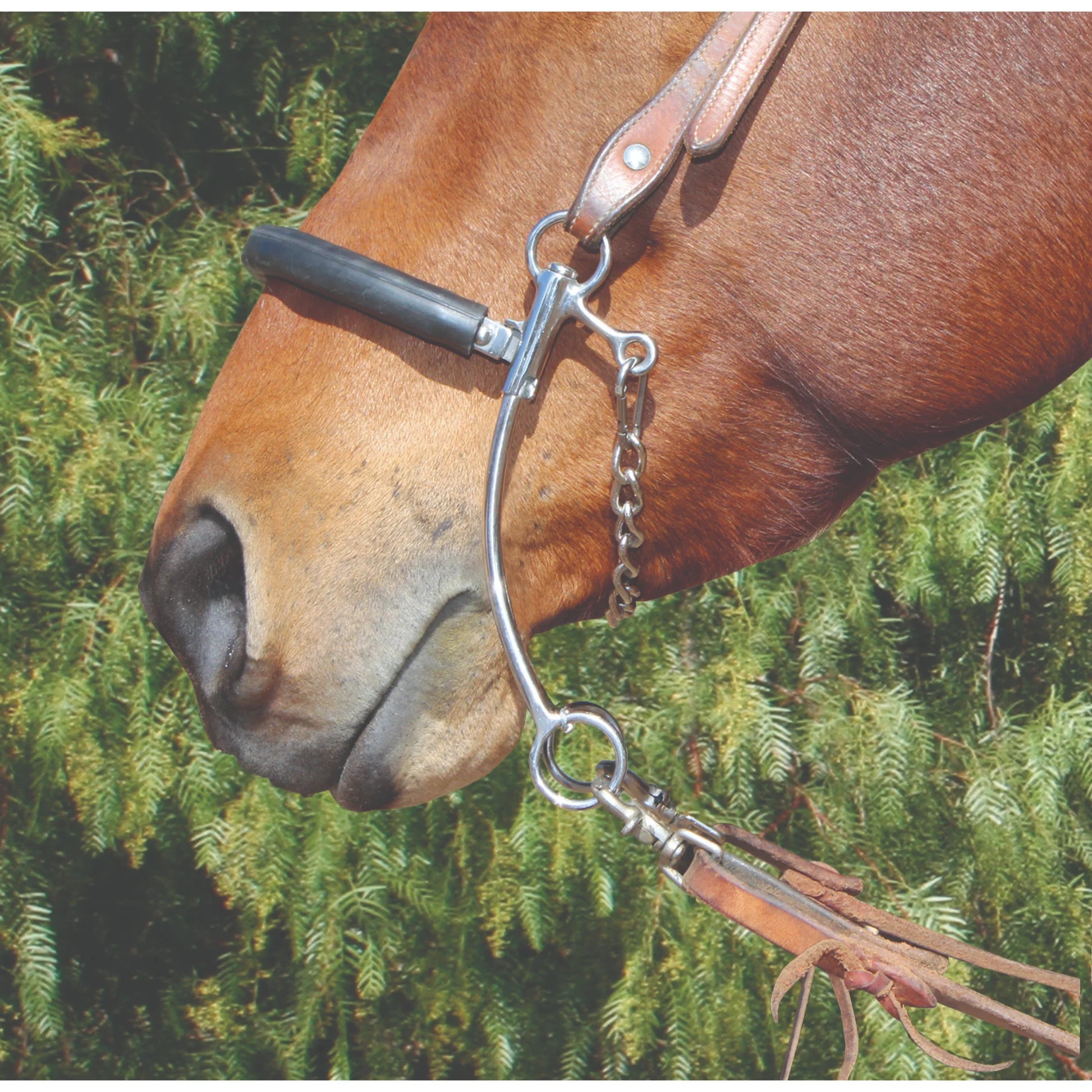 Professional's Choice Brittany Hackamore - Stainless Steel Shanks & Rope Noseband