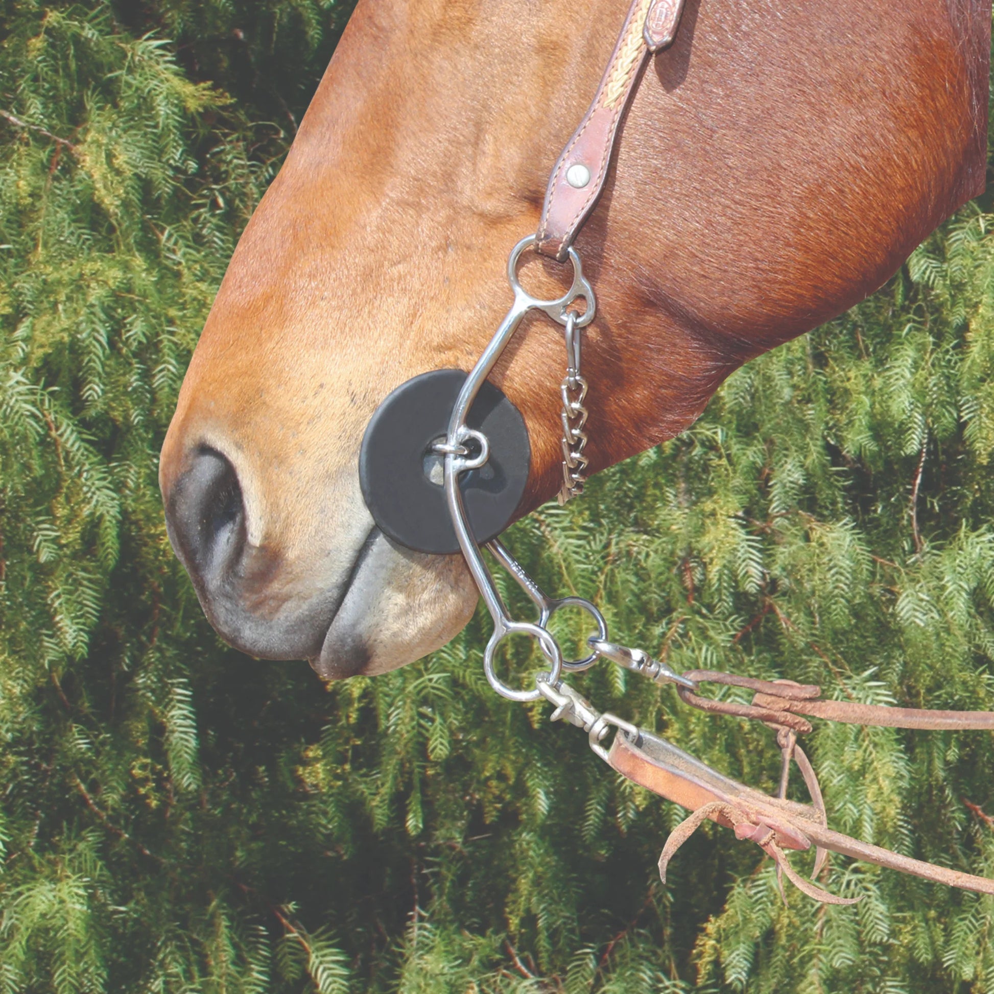 Professional's Choice Brittany Shank Bit - Western Performance Horse Curb Bit - Multiple Sizes