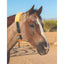 Professional's Choice Dare Cribbing Collar on a roan horse, featuring high-quality black leather straps and silver buckles. The ergonomic design includes a yellow fleece-lined crown and a contoured brown leather chin piece for maximum comfort while stopping destructive cribbing behavior. This durable, reversible horse collar is an essential equestrian tool for humane cribbing prevention and training in the stable or paddock.