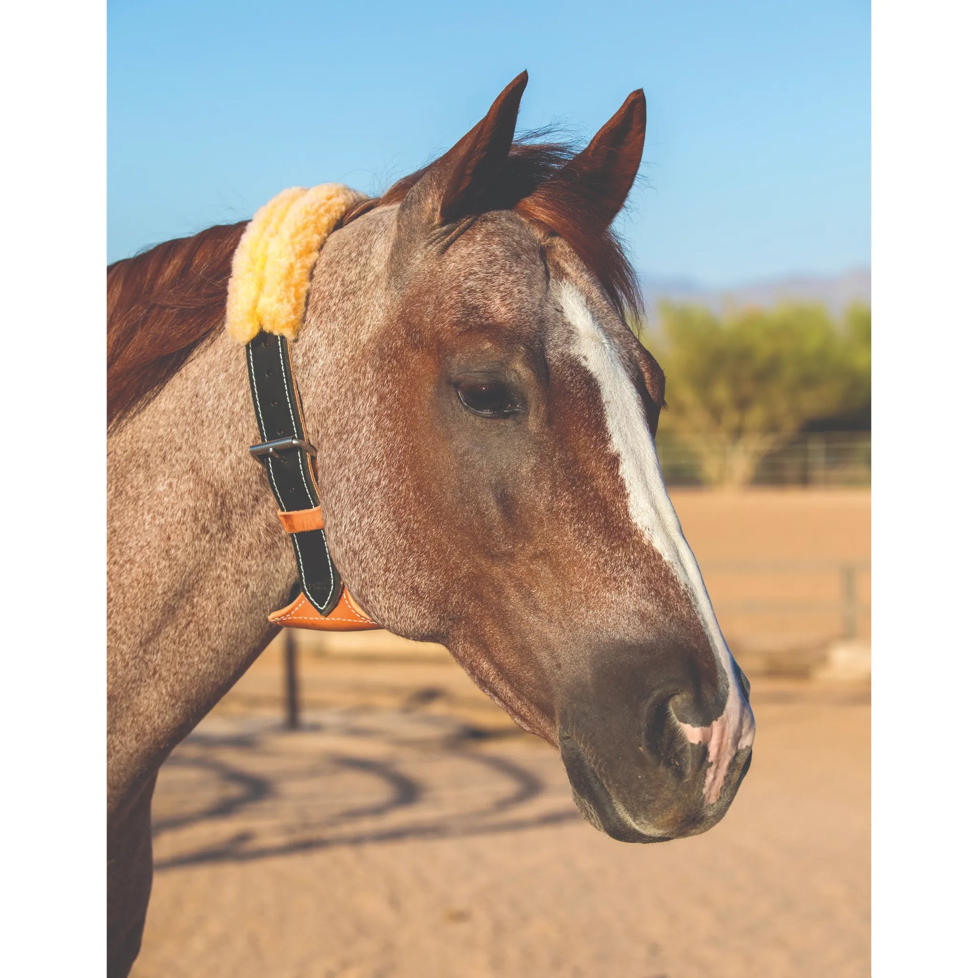 Professional's Choice Dare Cribbing Collar on a roan horse, featuring high-quality black leather straps and silver buckles. The ergonomic design includes a yellow fleece-lined crown and a contoured brown leather chin piece for maximum comfort while stopping destructive cribbing behavior. This durable, reversible horse collar is an essential equestrian tool for humane cribbing prevention and training in the stable or paddock.