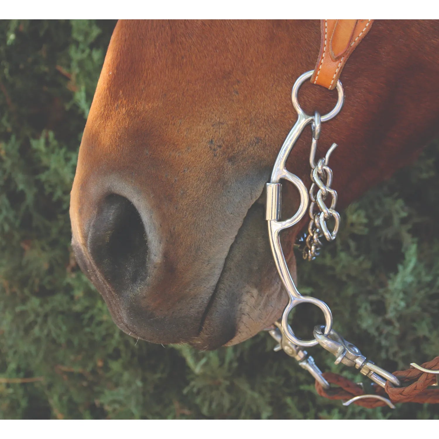 Professional's Choice Derby Bit 6.75" 3 PCE Smooth shown on a chestnut horse. This high-quality western bit features a polished stainless steel finish, curb chain, and sleek shank design for refined communication. Perfect for horse training and western performance, this durable equestrian tack is shown with a leather headstall and braided reins for a professional look. High-performance horse bit for western riders and training.