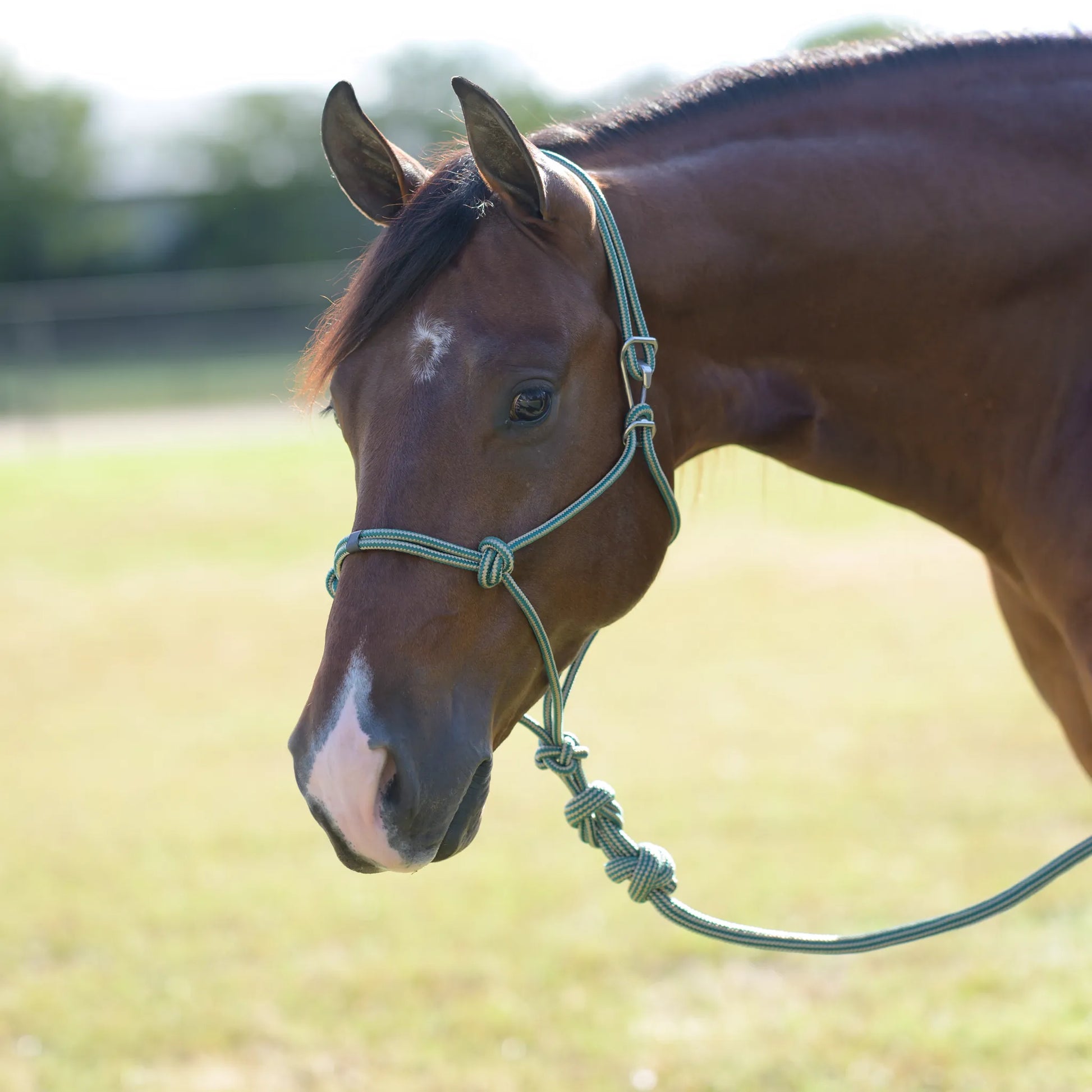 Professional's Choice Easy ON Rope Halter in teal and tan, shown on a bay horse. This durable equestrian training halter features a convenient metal snap closure for quick application and a high-quality knotted rope design. Perfect for groundwork, daily handling, and trail riding, it combines professional-grade performance with a secure fit. A must-have piece of horse tack for any rider looking for efficiency and style in the stable or arena.