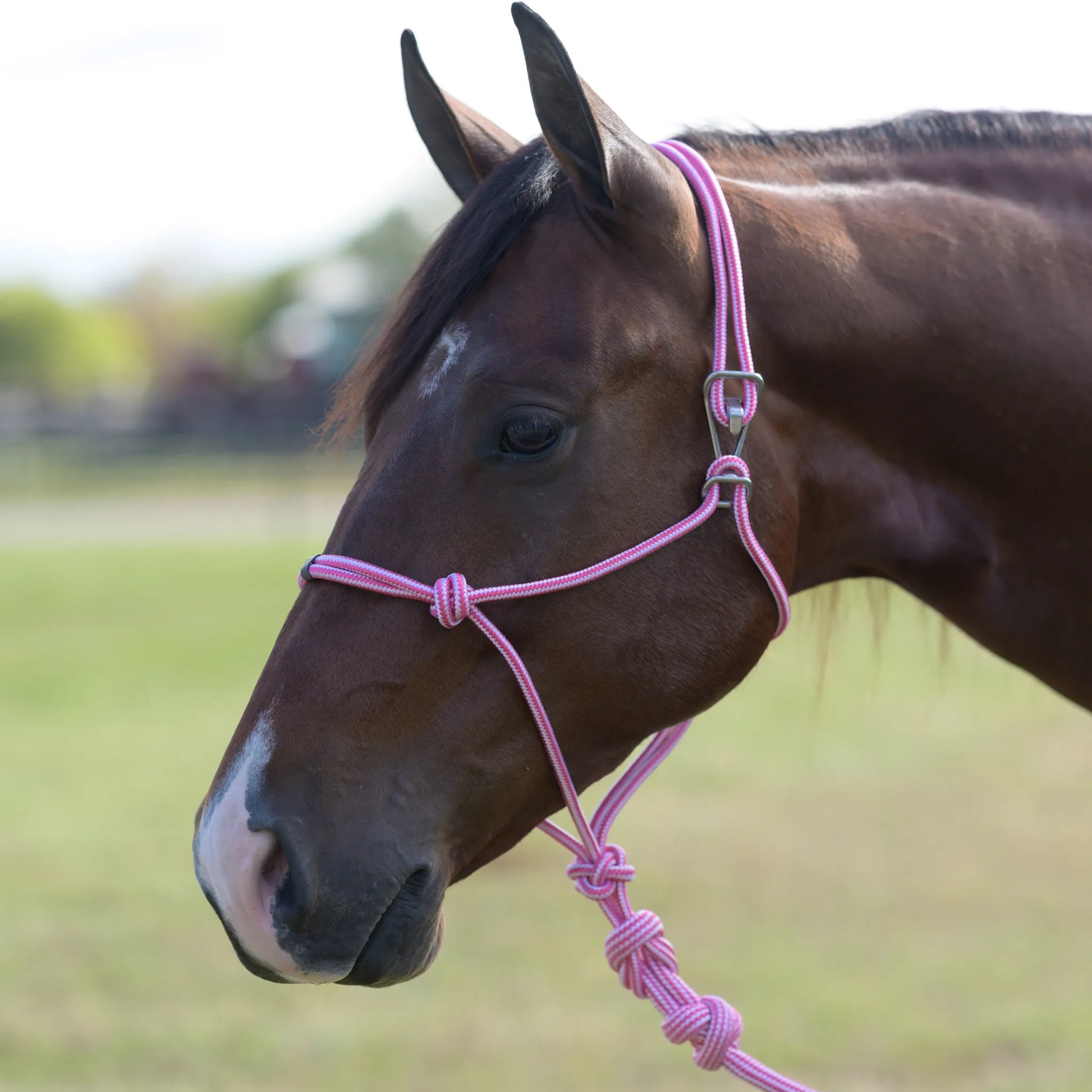 Professional's Choice Easy ON Rope Halter in a vibrant pink and white pattern on a bay horse. Featuring a durable design and a quick-clip snap closure for easy on-and-off application without untying knots. This high-quality equestrian tack is perfect for horse training, ground work, and everyday handling, combining convenience with professional-grade strength.