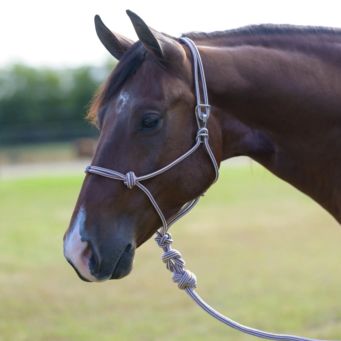 Professional's Choice Easy ON Rope Halter in a tan and brown pattern shown on a bay horse. This durable equestrian halter features a quick-attach metal snap for easy on and off, high-quality braided rope, and a thick knotted lead rope attachment. Ideal for horse training and everyday handling, this adjustable rope halter combines style and function. Perfect for natural horsemanship enthusiasts and horse tack collections.