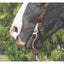 Professional's Choice Equine Signature Shank Correction Bit on a black and white horse. Featuring elegant silver scrollwork and silver dot detailing on curved brown shanks, this western correction bit offers precision and style. Attached to a classic leather headstall, it’s a must-have for western performance, reining, or everyday riding. Durable, high-quality horse tack designed for effective communication and refined control.