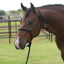 Professional's Choice Equisential Rope Halter in black, expertly fitted on a bay horse in a grassy field. This durable rope horse halter includes a matching 8' lead rope and features precise knotted construction for effective training and everyday handling. Ideal for equestrians seeking high-quality horse tack, this versatile halter provides both comfort and control, making it a stylish and functional choice for any stable.