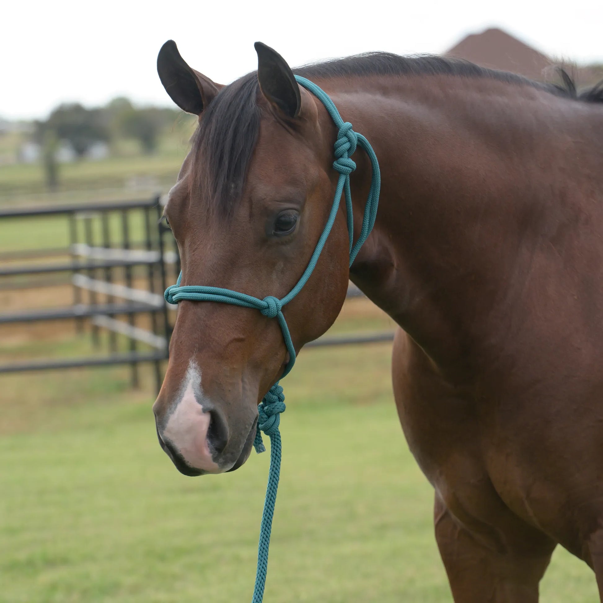 Professional's Choice Equisential Rope Halter with 8' Matching Lead in vibrant teal, showcased on a bay horse. This durable, hand-tied rope halter and lead rope set is designed for effective groundwork and daily training. A stylish and functional addition to any equestrian's horse tack collection, perfect for horse lovers and trainers seeking quality gear.