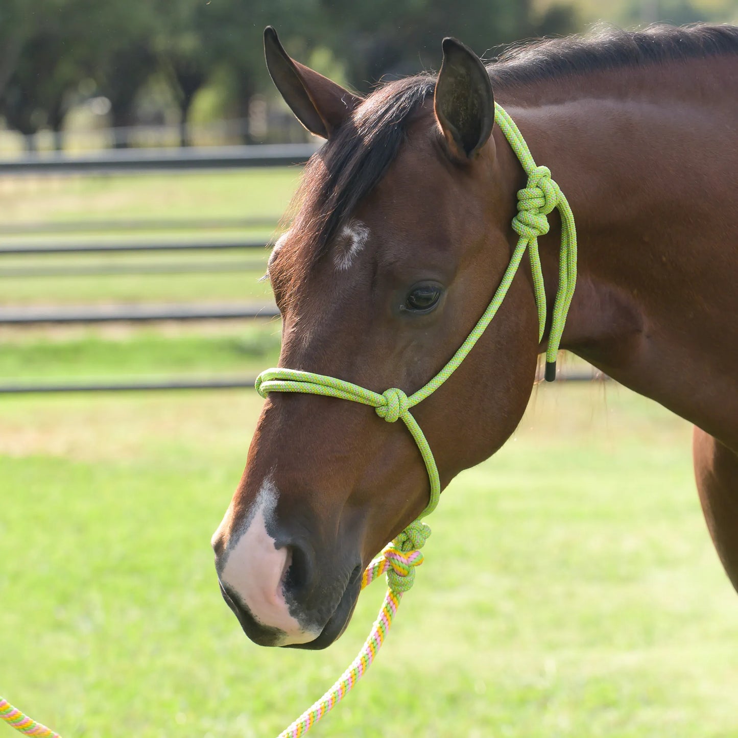 Professional's Choice Equisential Rope Halter in lime green with a matching 8' multi-colored lead rope. This durable, braided horse halter is shown on a bay horse in a grassy field, highlighting its secure knot design and high-quality construction. Ideal for horse training, groundwork, and everyday handling, this stylish and functional equestrian gear is a must-have for horse owners looking for comfort and control.