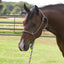 Professional's Choice Equisential Rope Halter and 8' Matching Lead in a vibrant multi-colored rainbow pattern. Shown on a bay horse, this durable braided rope halter features secure knots for precise communication and training. A stylish and functional horse tack set ideal for daily handling, groundwork, and equestrian training in a scenic pasture setting.