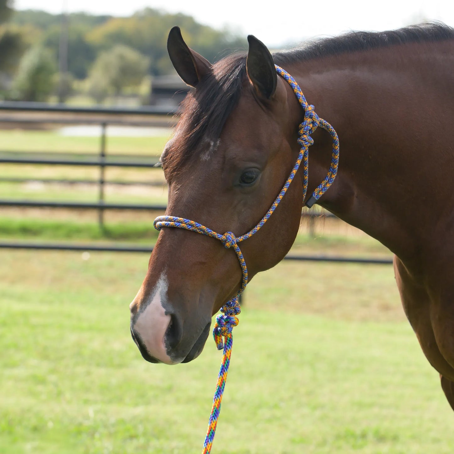 Professional's Choice Equisential Rope Halter and 8' Matching Lead in a vibrant multi-colored rainbow pattern. Shown on a bay horse, this durable braided rope halter features secure knots for precise communication and training. A stylish and functional horse tack set ideal for daily handling, groundwork, and equestrian training in a scenic pasture setting.
