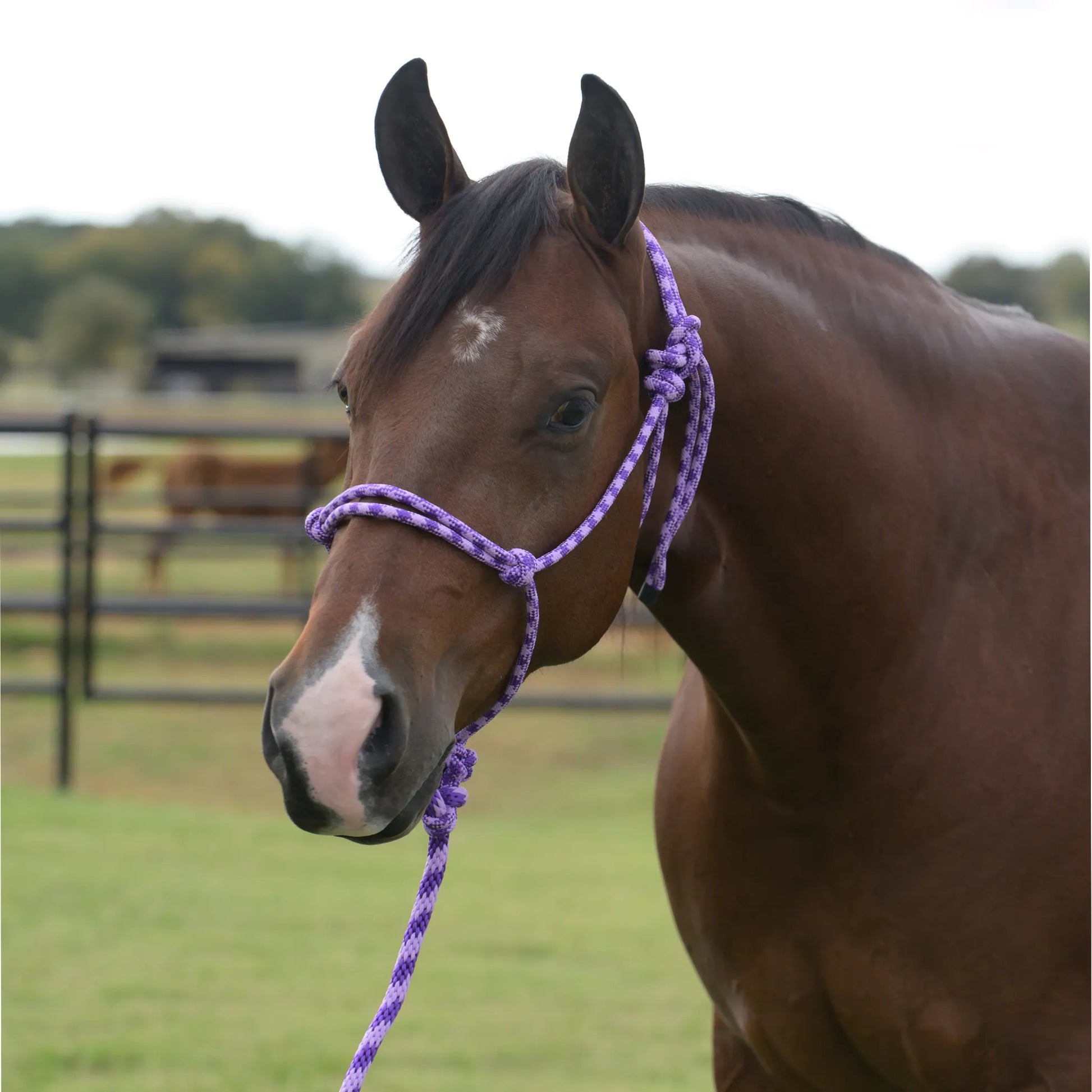 Professional's Choice Equisential Rope Halter in a purple and white pattern, worn by a bay horse in a grassy paddock. This durable horse halter includes a matching 8-foot lead rope and features a traditional knotted design for gentle yet effective control during training or daily handling. High-quality equestrian tack combining style and function for horse owners.