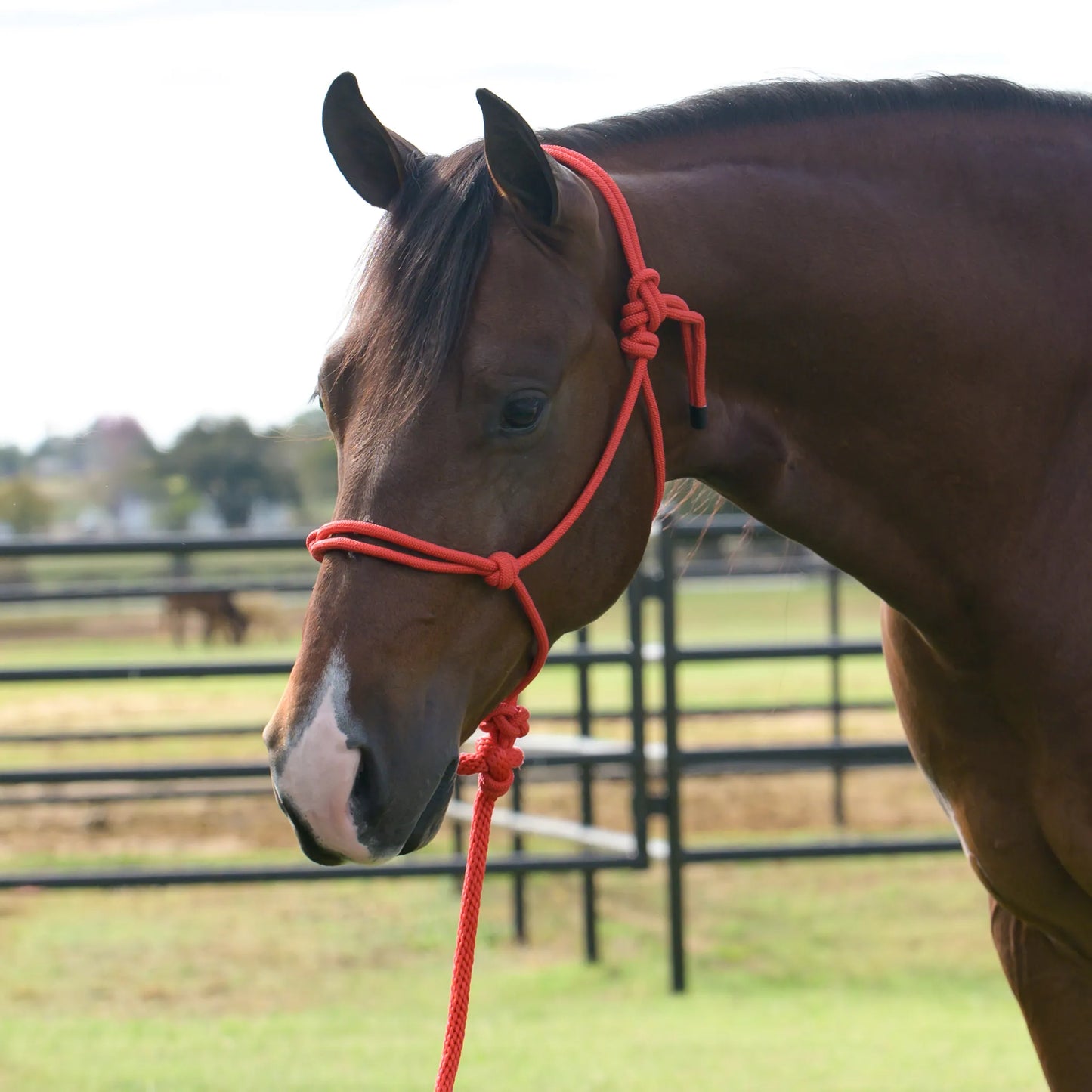 Professional's Choice Equisential Rope Halter with 8' Matching Lead in red, shown on a brown horse. This high-quality knotted rope training halter is perfect for groundwork, daily handling, and trailering. Durable and lightweight, it offers precise communication for equestrian training and natural horsemanship. A must-have piece of professional-grade horse tack for any stable.