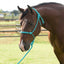 Professional's Choice Equisential Rope Halter with 8' Matching Lead in a vibrant turquoise color. This durable, knotted rope halter is shown on a bay horse in a sunny pasture. Ideal for natural horsemanship, groundwork training, and everyday handling, this equestrian essential offers precision and control. Perfect for horse owners seeking functional and stylish tack.