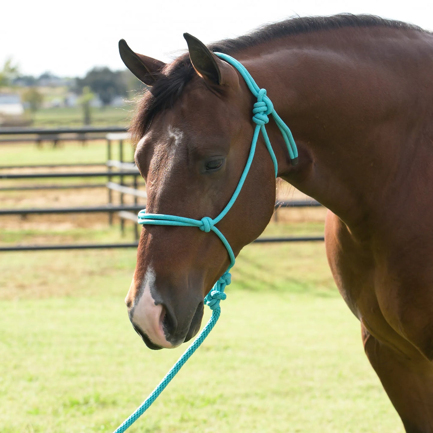 Professional's Choice Equisential Rope Halter with 8' Matching Lead in a vibrant turquoise color. This durable, knotted rope halter is shown on a bay horse in a sunny pasture. Ideal for natural horsemanship, groundwork training, and everyday handling, this equestrian essential offers precision and control. Perfect for horse owners seeking functional and stylish tack.
