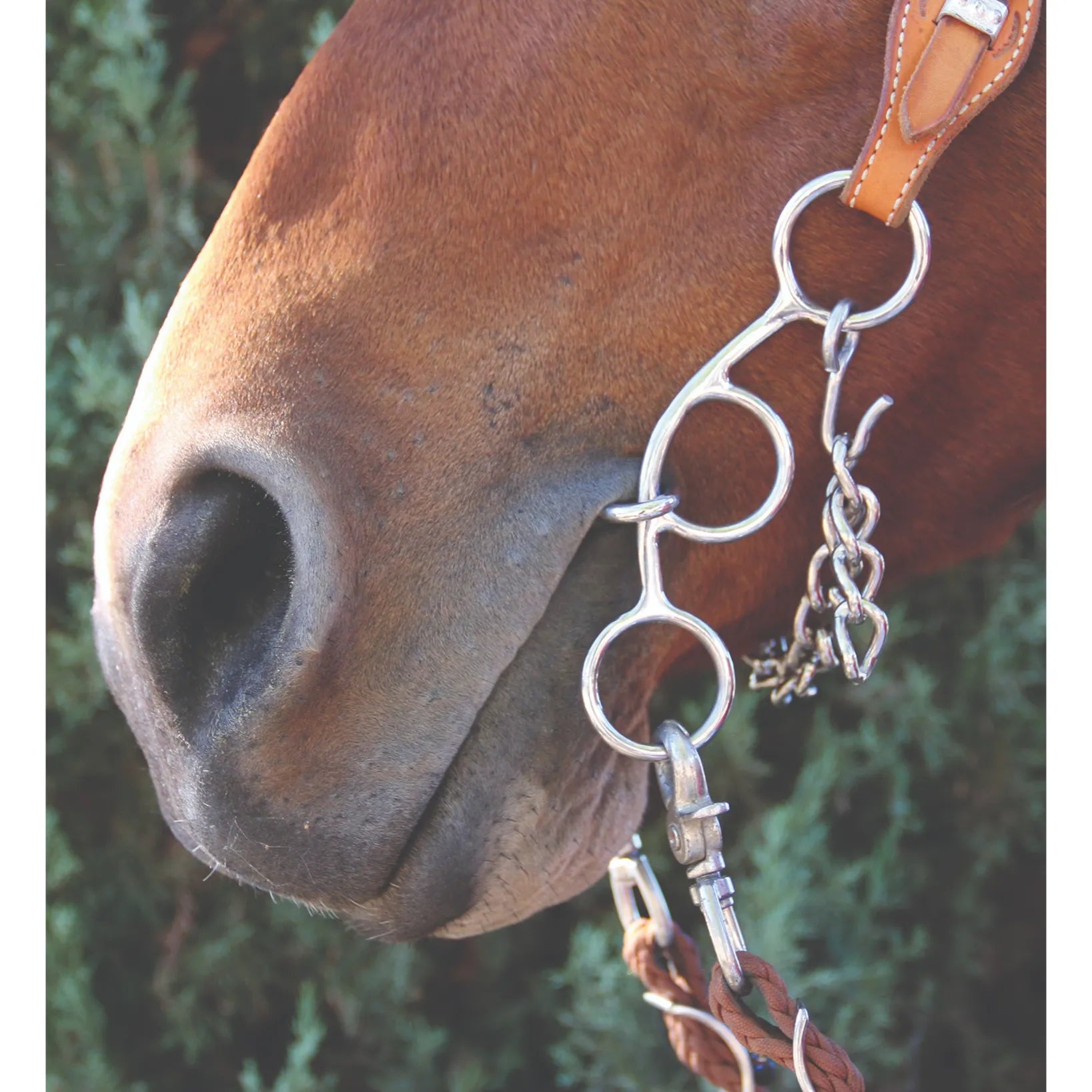 Professional's Choice Futurity 3-Piece Twisted Dog-Bone Bit, 5.5 inch, shown on a chestnut horse. This silver western training bit features a three-piece mouthpiece and multi-ring shank design for varied leverage. Detailed view shows the curb chain, leather headstall, and braided reins in place. Perfect for equestrian enthusiasts looking for high-quality performance tack and refined communication between horse and rider.