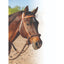 Professional's Choice Loping Hackamore featuring a soft, chocolate brown braided rope noseband and a durable tan leather headstall. Shown on a bay horse, this western bitless bridle includes a white rope throatlatch and matching rope reins. Perfect for training or light riding, this high-quality horse tack is designed for comfort and control without a bit, making it a must-have for western riders and sensitive horses.
