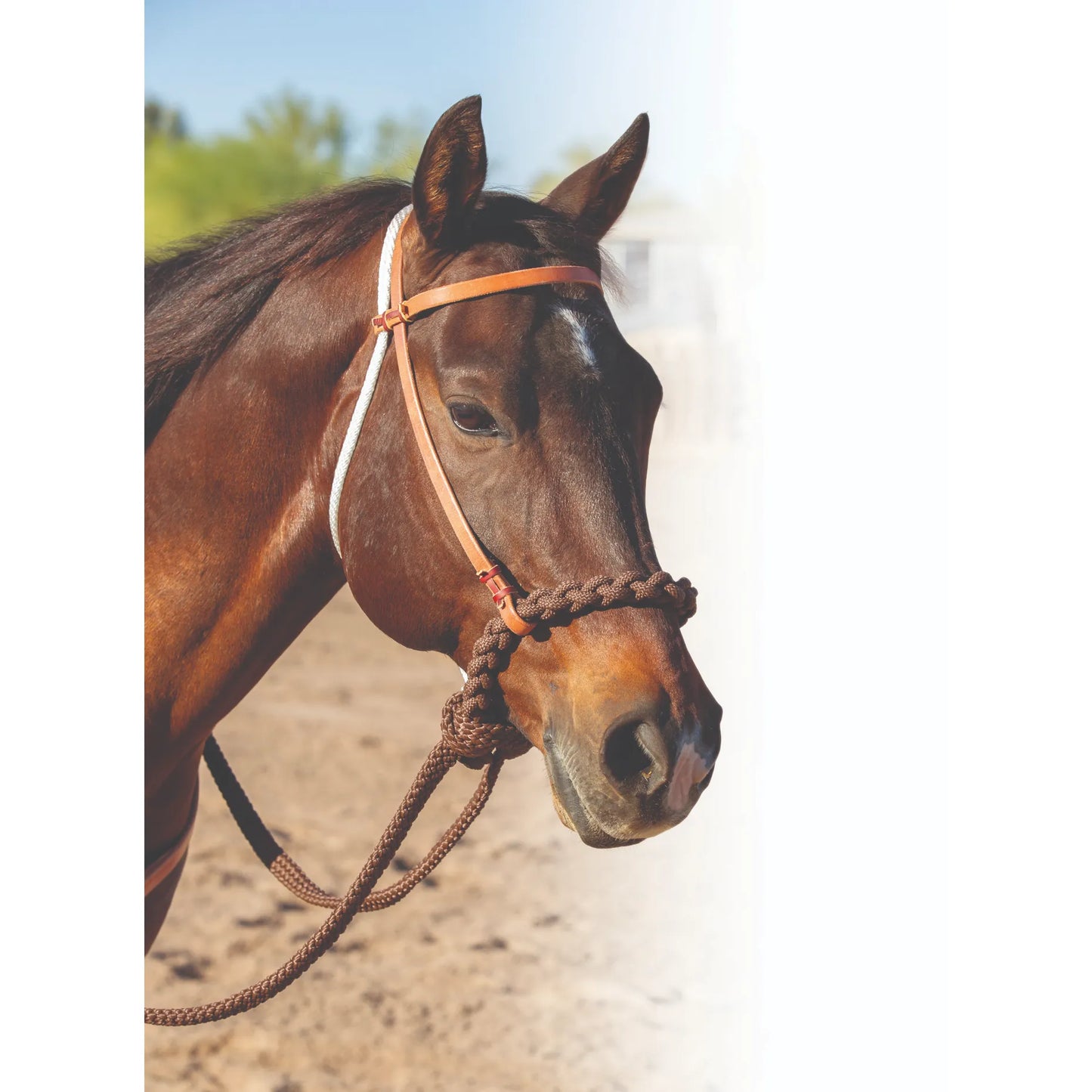 Professional's Choice Loping Hackamore featuring a soft, chocolate brown braided rope noseband and a durable tan leather headstall. Shown on a bay horse, this western bitless bridle includes a white rope throatlatch and matching rope reins. Perfect for training or light riding, this high-quality horse tack is designed for comfort and control without a bit, making it a must-have for western riders and sensitive horses.
