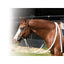 Professional's Choice Loping Hackamore with Rawhide Noseband and Mountain Rope Reins