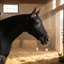 Professional's Choice 400g Heavyweight Lycra Horse Hoodie Sleazy - Black - Size Large (78"-82")