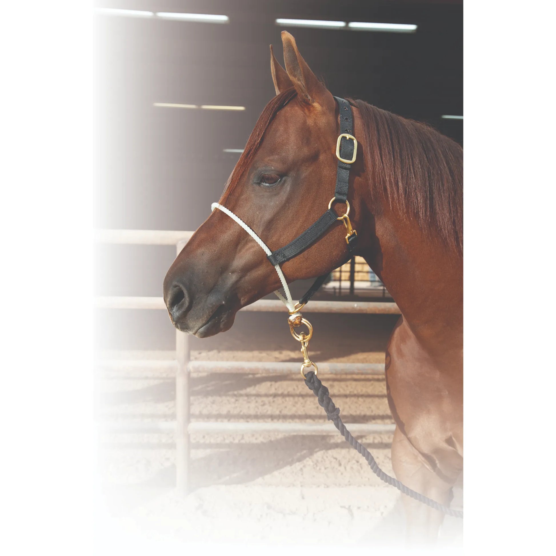 Professional's Choice Nylon Rope Nose Training Halter on a chestnut horse. This high-quality horse halter features a black nylon strap, a white rope noseband for gentle control, and durable brass hardware. Ideal for groundwork and refined horse training, this professional-grade tack combines functionality with a sleek, classic look. Perfect for equestrians seeking effective training tools for their barn or stable.