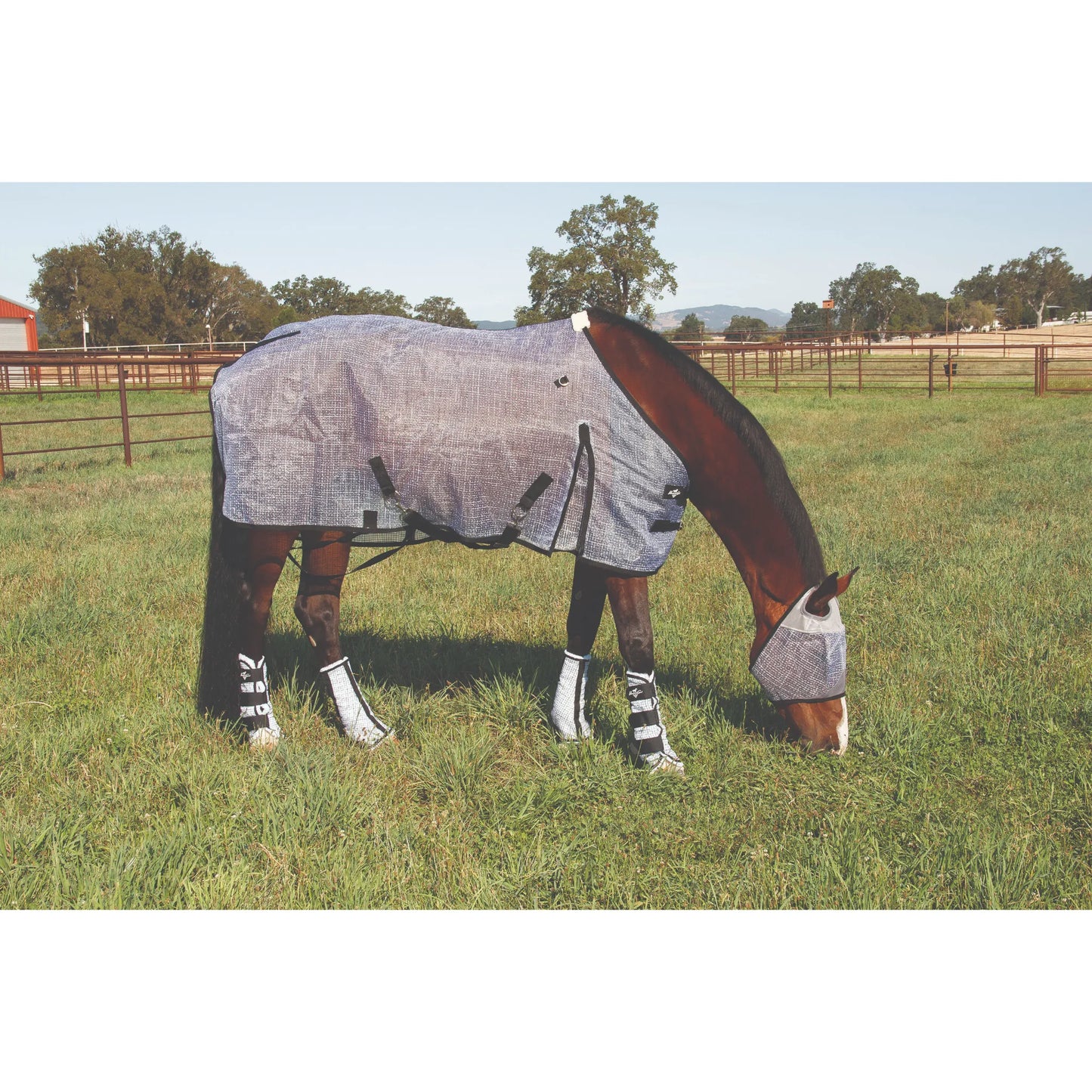 Professional's Choice Rip-Stop Fly Sheet in silver mesh on a grazing bay horse. This durable horse fly sheet provides essential protection from insects and UV rays. Features include black adjustable belly straps and reinforced trim for a secure fit. Shown with a matching fly mask and fly boots for complete equine protection in a lush green pasture. Ideal for horse owners seeking breathable, tear-resistant turnout gear for summer.
