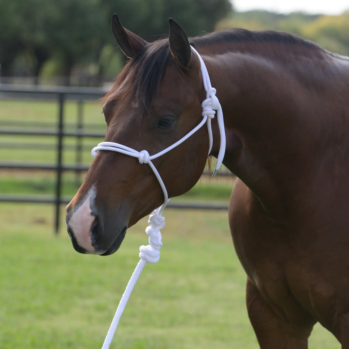 Professional's Choice white rope halter and lead rope set shown on a bay horse. This durable equestrian training halter features a secure knotted design for effective control and groundwork. High-quality, professional-grade horse tack ideal for daily use, training sessions, and stable management. A must-have for horse owners seeking reliable and stylish horse gear that ensures safety and communication during handling.