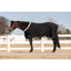 Professional's Choice Softshell Cooler Sheet - Breathable Moisture-Wicking Horse Sheet - Multiple Sizes