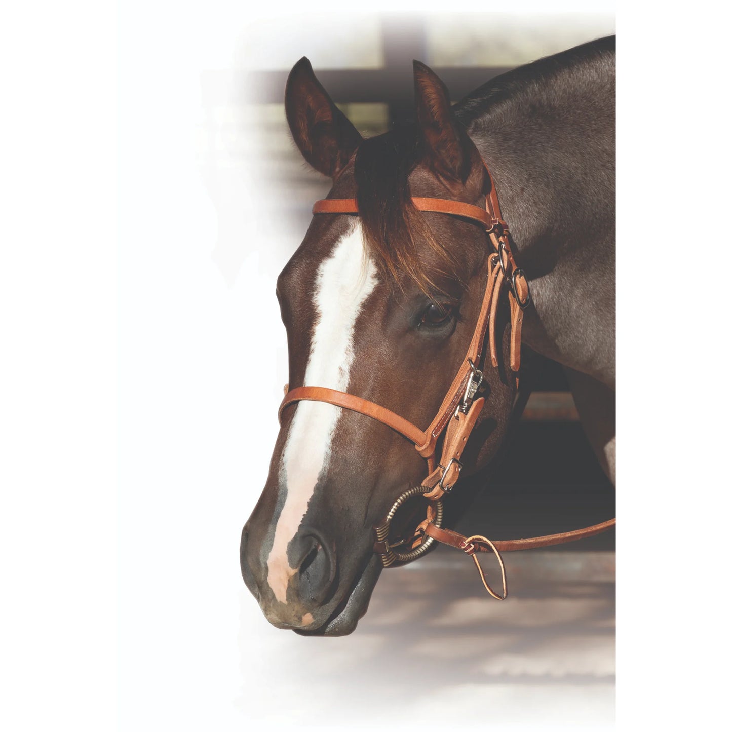 Professional's Choice Trail Halter Bridle - Versatile 2-in-1 Combination for Trail Riding