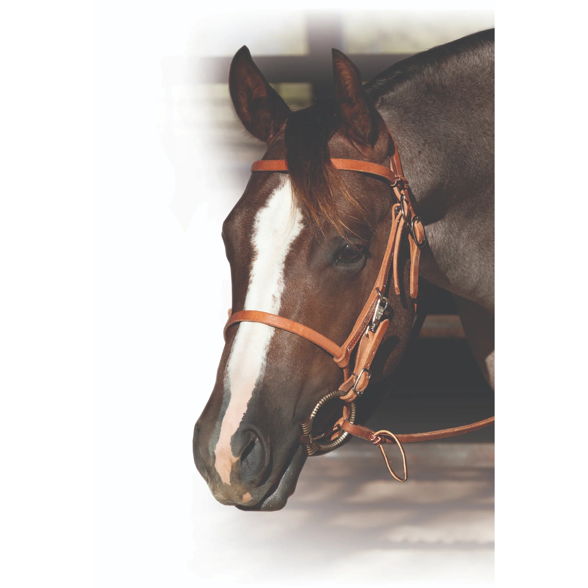 Professional's Choice Trail Halter Bridle - Versatile 2-in-1 Combination for Trail Riding