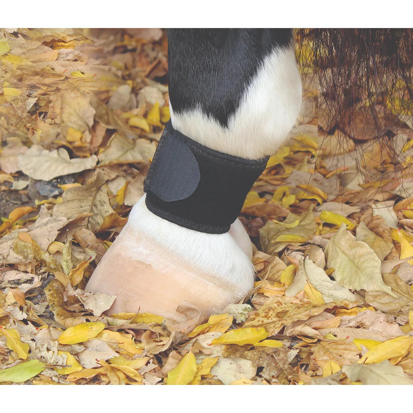 Professional's Choice Ventech Pastern Wrap in black, featuring a universal fit for superior horse leg protection. This close-up shows the wrap securely fastened around a horse's pastern above the hoof, set against a background of autumn leaves. Designed to prevent sores and abrasions from overreaching or interference, these breathable pastern wraps are essential equestrian gear for daily riding or turnout.