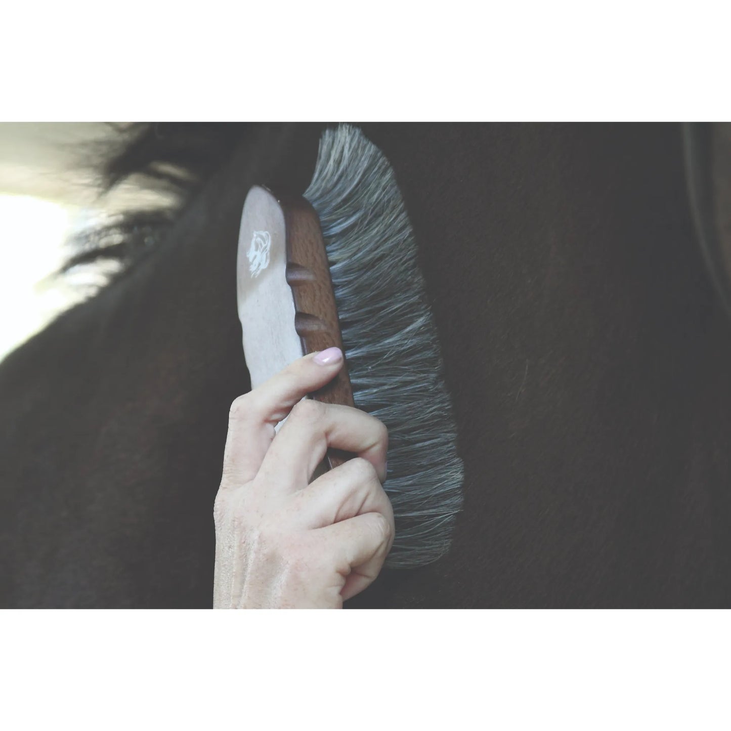 Professionals Choice Large Dandy Wooden Horse Brush featuring a premium dark wood handle and long, stiff gray bristles used for grooming a dark horse. This high-quality equestrian grooming tool is designed with an ergonomic grip to efficiently remove dirt and dust. Ideal for professional horse care routines, this durable dandy brush is a must-have accessory for any horse owner or groomer looking for premium equestrian supplies.