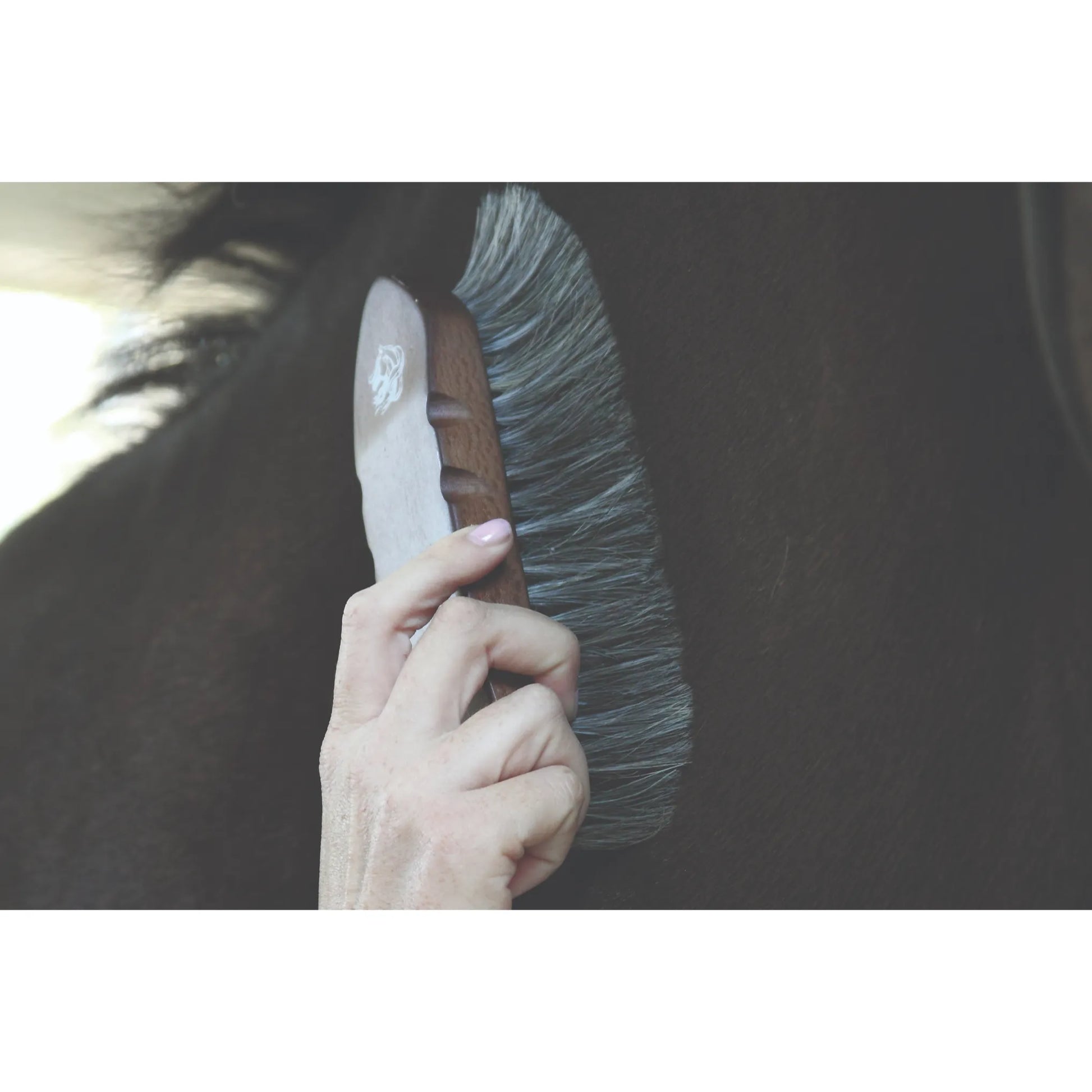 Professionals Choice Large Dandy Wooden Horse Brush featuring a premium dark wood handle and long, stiff gray bristles used for grooming a dark horse. This high-quality equestrian grooming tool is designed with an ergonomic grip to efficiently remove dirt and dust. Ideal for professional horse care routines, this durable dandy brush is a must-have accessory for any horse owner or groomer looking for premium equestrian supplies.