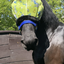 Mackey Standard Fly Mask – 73% UV, Fleece Trim, No Ears