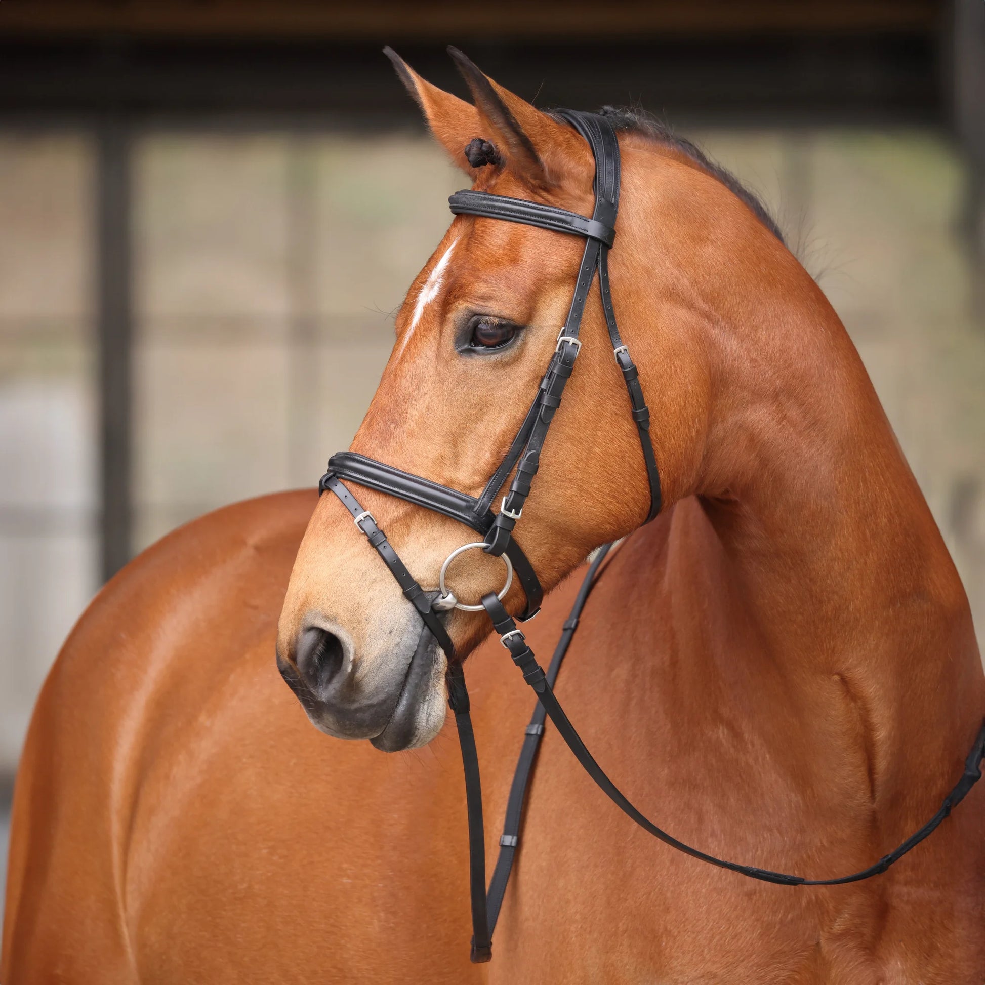Shires Avignon Louisville Bridle - Premium Leather English Equestrian Horse Tack
