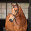 Shires Avignon Middleburg Bridle - Premium Leather English Equestrian Bridle - Multiple Sizes