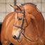 Shires Avignon Nashville Bridle - Premium Leather Equestrian Horse Bridle - Multiple Sizes