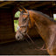 Shires Avignon Woodside Bridle - Premium Leather English Equestrian Horse Bridle