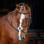 Shires Velociti Figure 8 Bridle - Premium Leather Equestrian Horse Bridle - Multiple Sizes