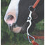 The Bob Avila Collection by Professional's Choice Santa Maria Port with Roller Bit on a horse with a white muzzle. This 5" mouth western curb bit features intricate floral silver engraving on the shanks and a swivel cheek design. Attached to a brown leather headstall and reins, this high-quality horse tack is perfect for western performance and training, offering style and precise communication for horse and rider.