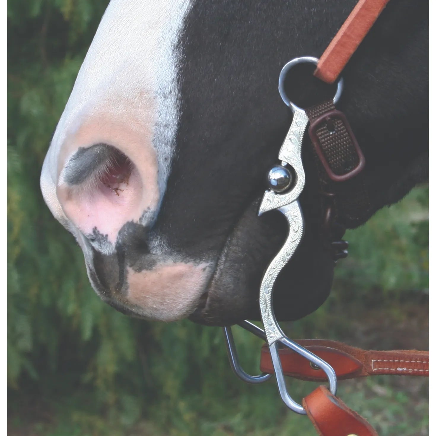 The Bob Avila Collection by Professional's Choice Santa Maria Port with Roller Bit on a horse with a white muzzle. This 5" mouth western curb bit features intricate floral silver engraving on the shanks and a swivel cheek design. Attached to a brown leather headstall and reins, this high-quality horse tack is perfect for western performance and training, offering style and precise communication for horse and rider.
