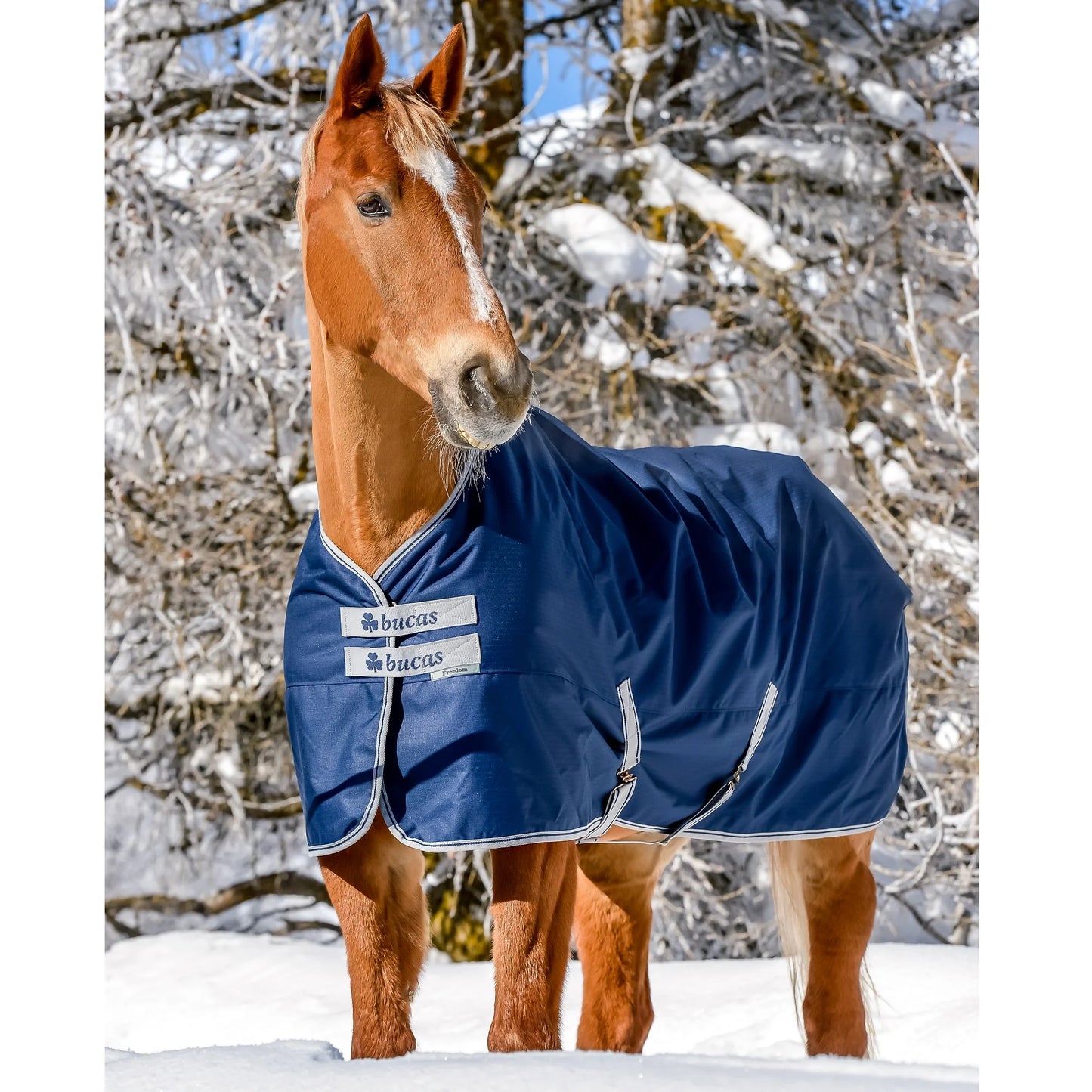 Toklat Bucas Freedom Extra Turnout Blanket - Navy - 600D 300g - Multiple Sizes