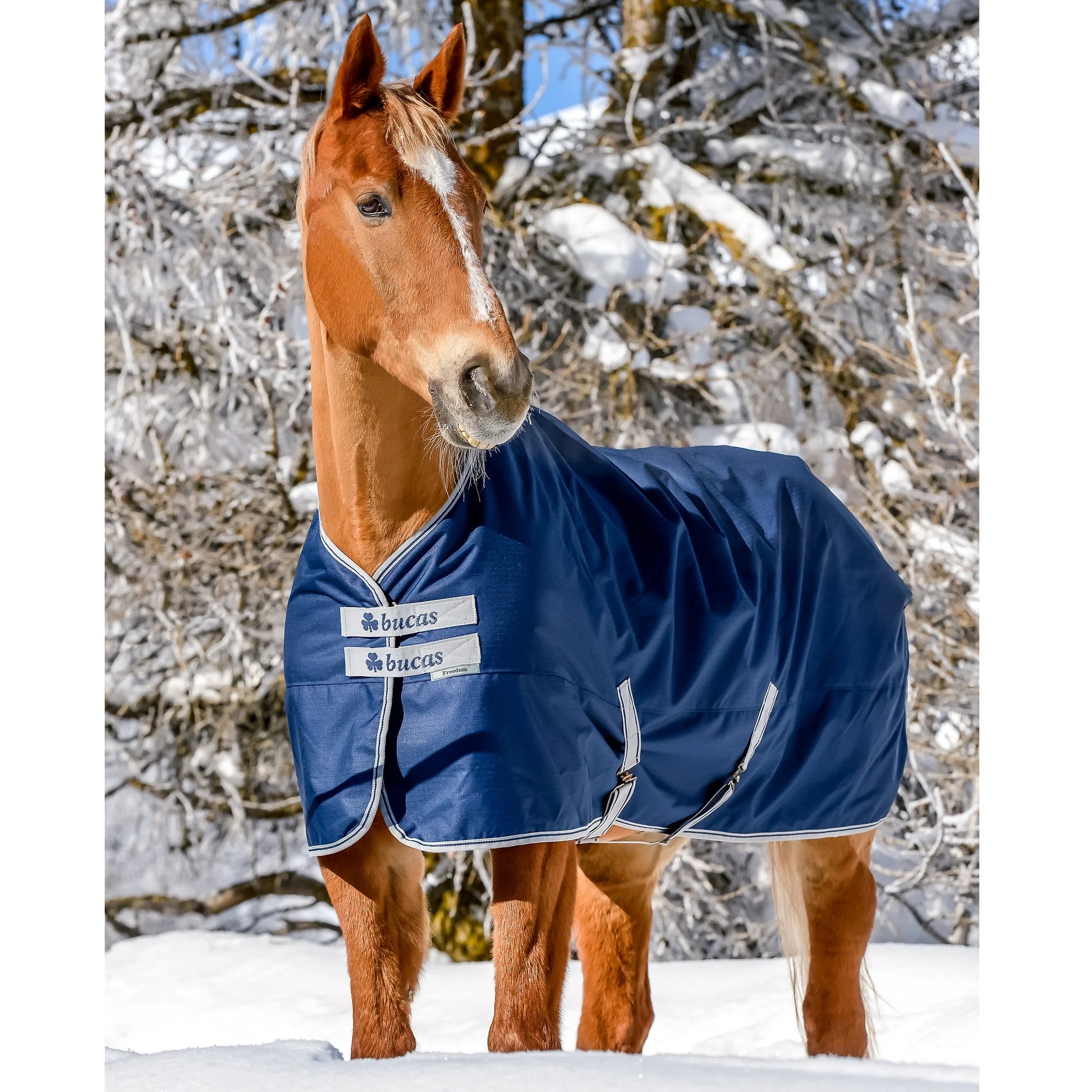 Toklat Bucas Freedom Extra Turnout Blanket - Navy - 600D 300g - Multiple Sizes